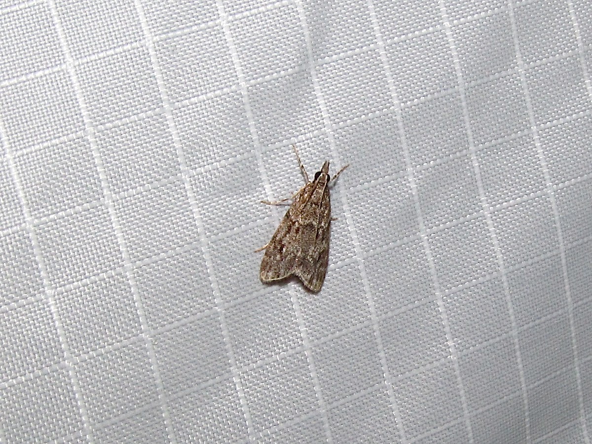 Many-spotted Scoparia