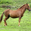 Caballo - Horse