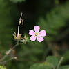 Herb Robert,Erva-de-S.Roberto