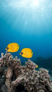 海洋魚類動態壁紙(圖5)-速報App