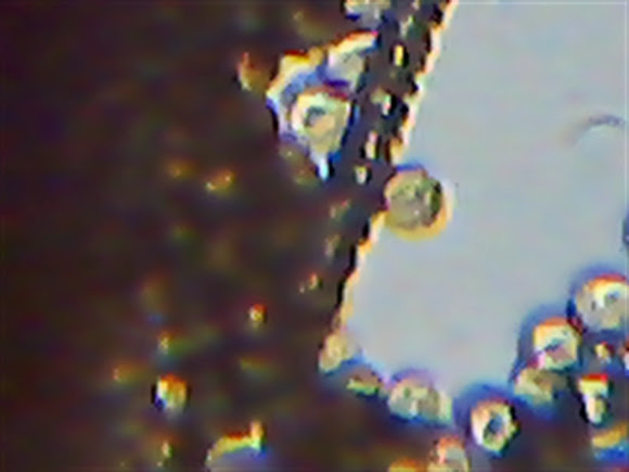 groening's slime or wolf's milk spores | Project Noah