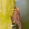Widefooted Treehopper