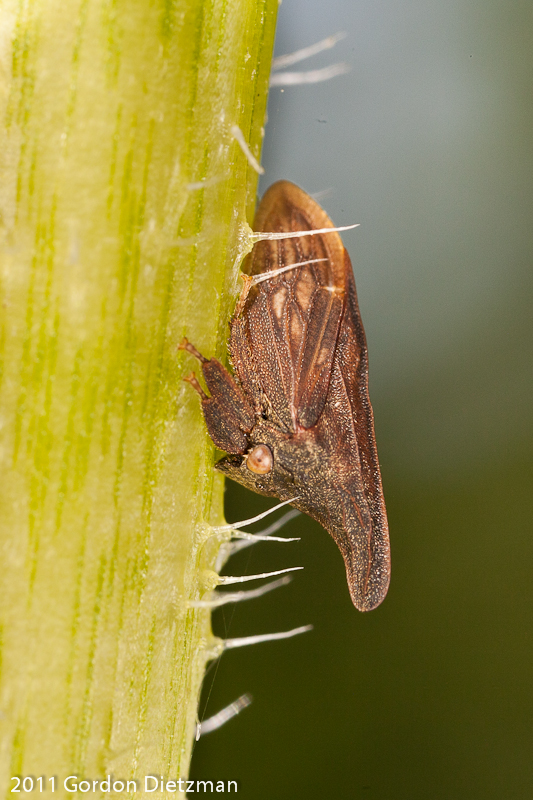 Widefooted Treehopper