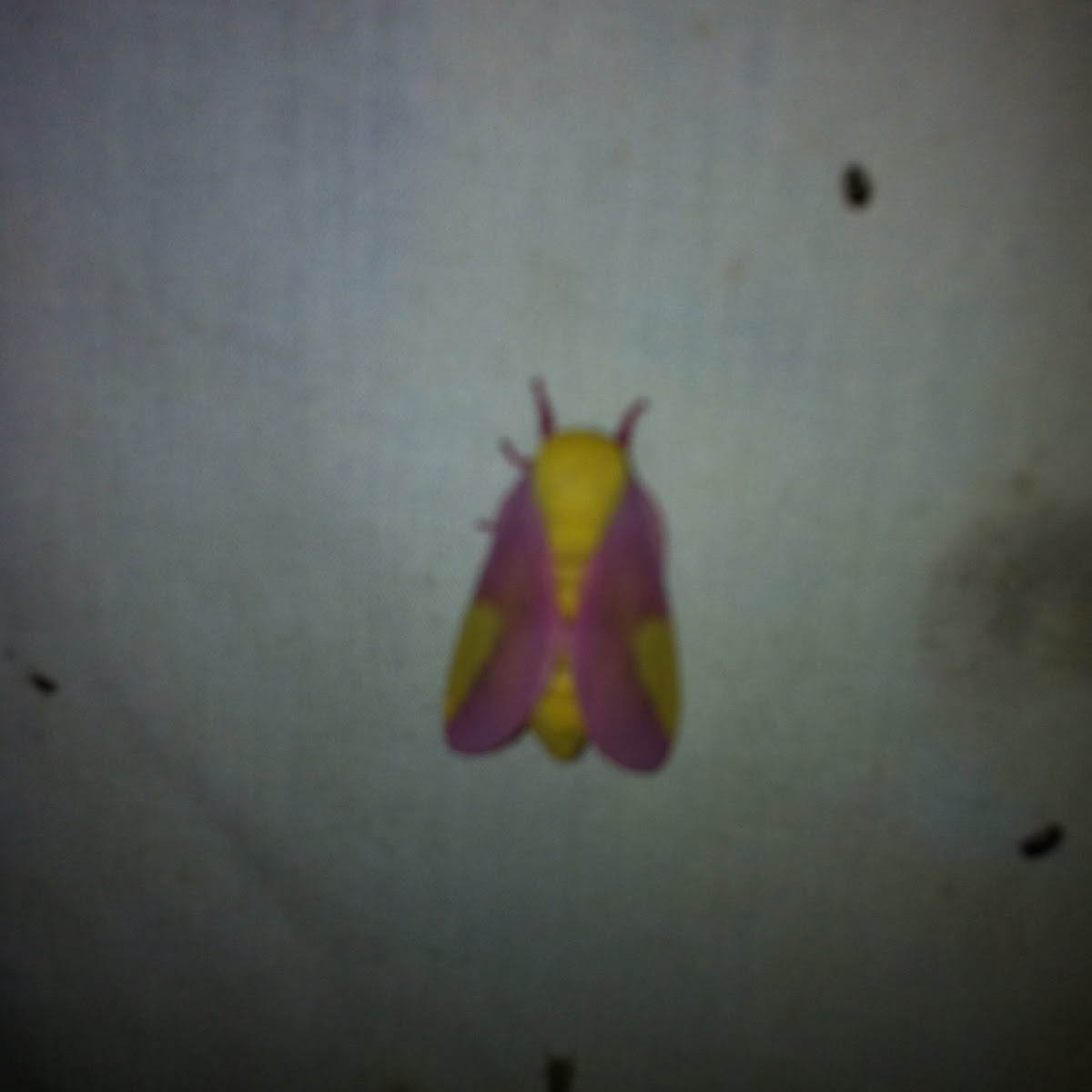 Rosy Maple Moth