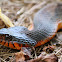 Redbelly Water Snake