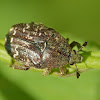 Spangled flower beetle