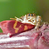 Bold jumping spider vs. coffee-loving pyrausta moth