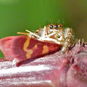 Bold jumping spider vs. coffee-loving pyrausta moth
