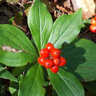 Bunchberry (berries)