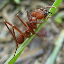 Leaf Cutting Ant