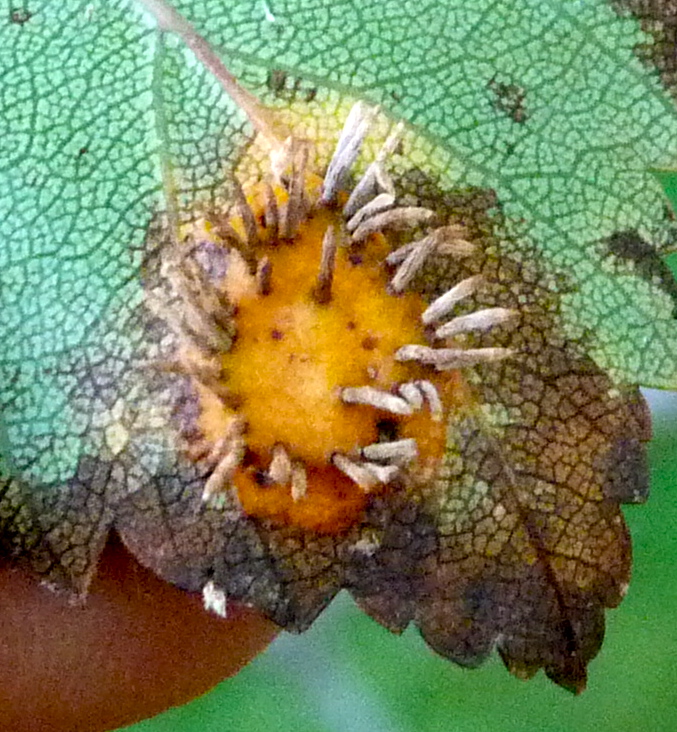 Quince rust