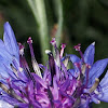 Cornflower, bachelor's buttons