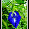 Blue Butterfly Pea Flower