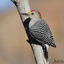 Golden-fronted Woodpecker