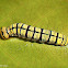 Brown Awl Caterpillar