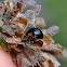 Black mealy bug predator