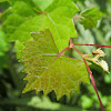 Wild Muscadine Grape