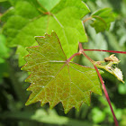 Wild Muscadine Grape