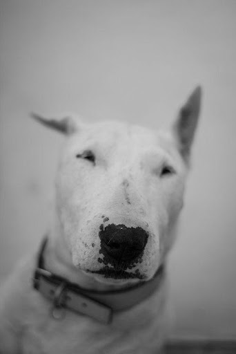 Bull Terrier Wallpapers