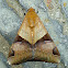 Noctuid Moth