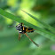 Solitary Wasp