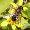 Mosca zángano o mosca abeja