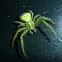 Green hairy crab spider