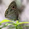 Common Five Ring  Butterfly
