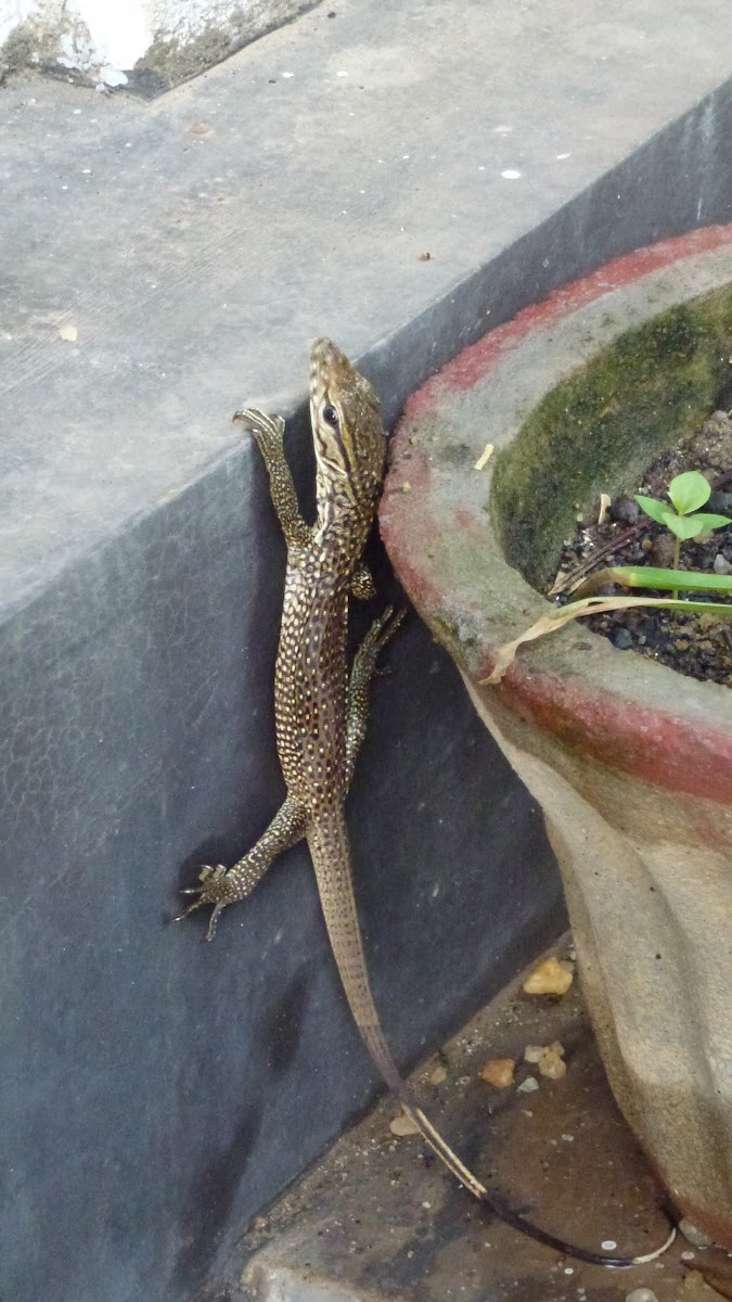 Baby monitor lizard