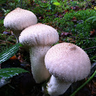 warted puffball