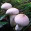 warted puffball