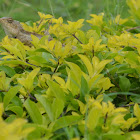 Oriental Garden lizard
