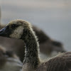 Canadian goose yearling