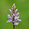 Heath Spotted Orchid/Orchis tacheté