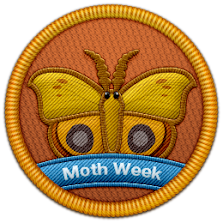 Moth Week 2012