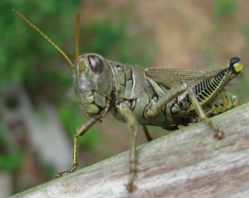 Differential grasshopper