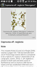 NZ Coprosma Key poster 4