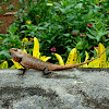 Oriental Garden Lizard, Eastern Garden Lizard or Changeable Lizard