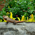 Oriental Garden Lizard, Eastern Garden Lizard or Changeable Lizard