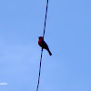Vermilion Flycatcher - Atrapamoscas Pechirrojo