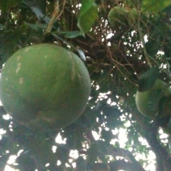 Jabong Fruit Project Noah