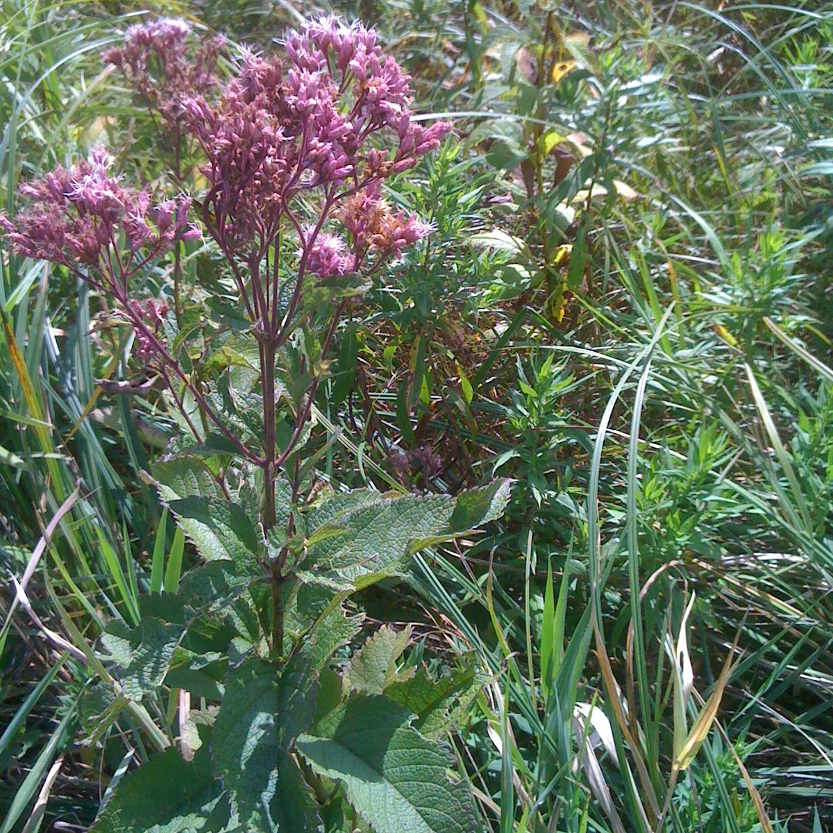 Joe pye weed