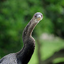 Anhinga