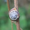 Brown Lipped Grove Snail