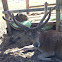 Rothirsch / red deer, elk