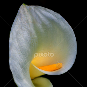 Inner Glow by Floyd Hopper - Flowers Single Flower