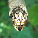 Death's Head Hawk Moth Caterpillar