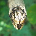 Death's Head Hawk Moth Caterpillar
