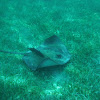 Southern Stingray