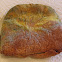 Bread Mold